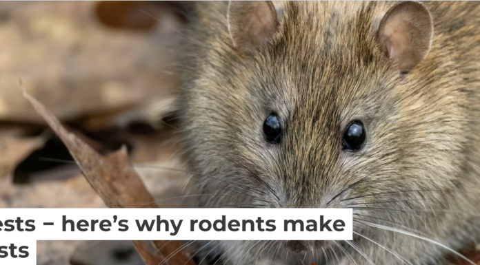 Old rat nests can contain fabrics, papers, animal bones, plant remains and other materials that have been undisturbed for hundreds of years. Andyworks/E+ Collection via Getty Images